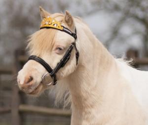 Krona Till Träns Guld