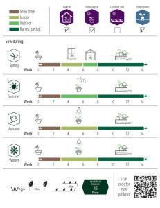 Basilika, Småbladig, Balkon Star