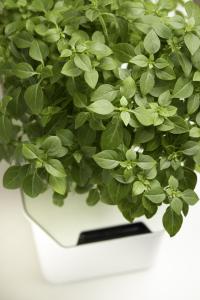 Basilika, Småbladig, Balkong Star, Harvy