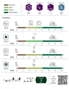Basilika, Loki, Grön, Organic