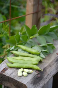 Böna, Bond-, Express, Organic