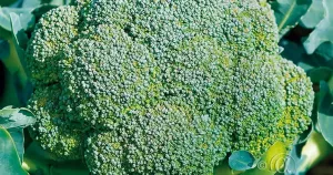 Broccoli, Atlantis F1