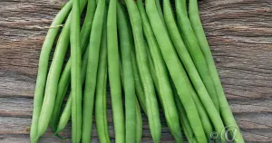 Böna, Störbryt-, Blue Lake