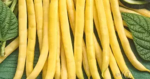 Böna, Vax-, Maxidor, Big Pack