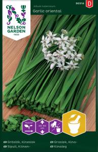 Gräslök, Kinesisk, Garlic Oriental