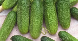 Gurka, Frilands-, Profi F1