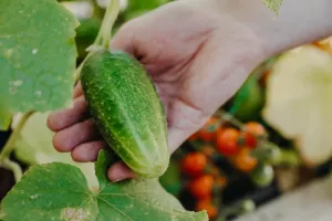 Gurka, Frilands-, Vert petit de Paris