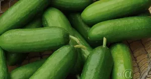 Gurka, Kruk-, Iznik F1, mini