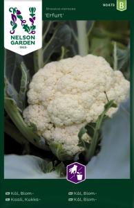 Kål, Blom-, Erfurt