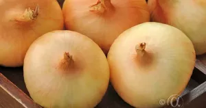 Lök, Gul, Stuttgarter Riesen