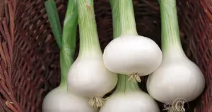 Lök, Silver-, Pompei