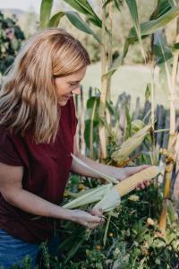 Majs, Sweet Nugget F1