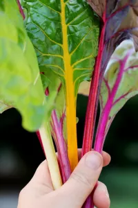 Mangold, Fireworks, Organic