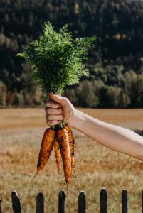 Morot Höst/Vinter, Flakkée 2, Organic