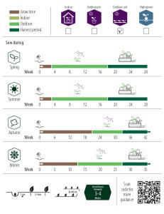 Morot, Sommar-, Harlequin Mix F1