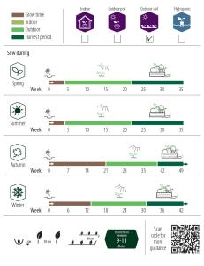 Palsternacka, White Gem