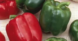 Paprika, California Wonder, röd