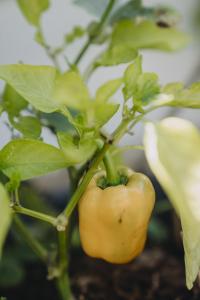 Paprika, Luteus F1, gul