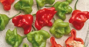 Chilipeppar, Jamaican Bell