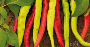 Chilipeppar, Lombardo