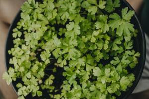 Persilja, Blad-, Gigan. d'Italia, Organic