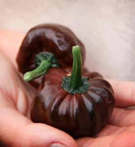 Havannapeppar, Habanero Chocolate