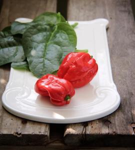 Havannapeppar, Naga Morich