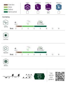 Rädisa, French Breakfast 3, avlång