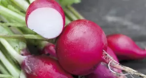 Rädisa, Saxa 2, rund, Organic