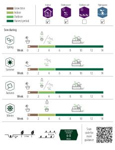 Sallat, Baby Leaf, mix