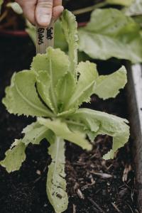 Sallat, Romersk-, Globus