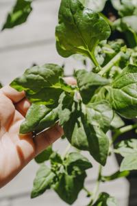 Spenat, Nyzeeländsk