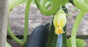 Squash, Black Beauty, Organic