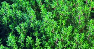 Timjan, Krydd-