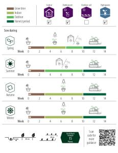 Tomat, Busk-, Balkonzauber