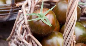 Tomat, Hög, Tiger F1