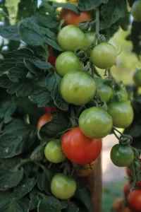 Tomat, Hög, Cocktail Crush F1