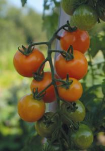Tomat, Hög, Merrygold F1