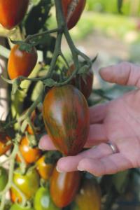 Tomat, Hög, Shimmer F1