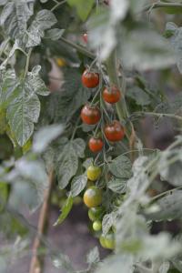Tomat, Hög, Bronzy, Organic