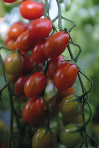 Tomat, Hög, Petita, Organic