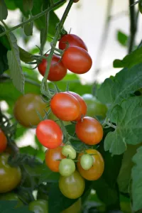 Tomat, Hög, Krebs Aura F1