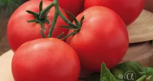 Tomat, Hög, Sparta F1