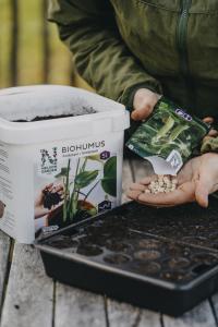 Ärt, Brytsocker-, Nairobi