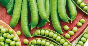 Ärt, Märg-, Kelwedon Wonder, låg