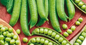 Ärt, Märg-, Kelwedon Wonder, Big Pack