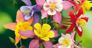 Akleja, Pastell-, McKana Giants