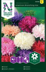 Aster, Busk, Amerikansk