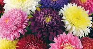 Aster, Princess, bl färger