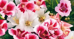 Atlasblomma, Bl färger